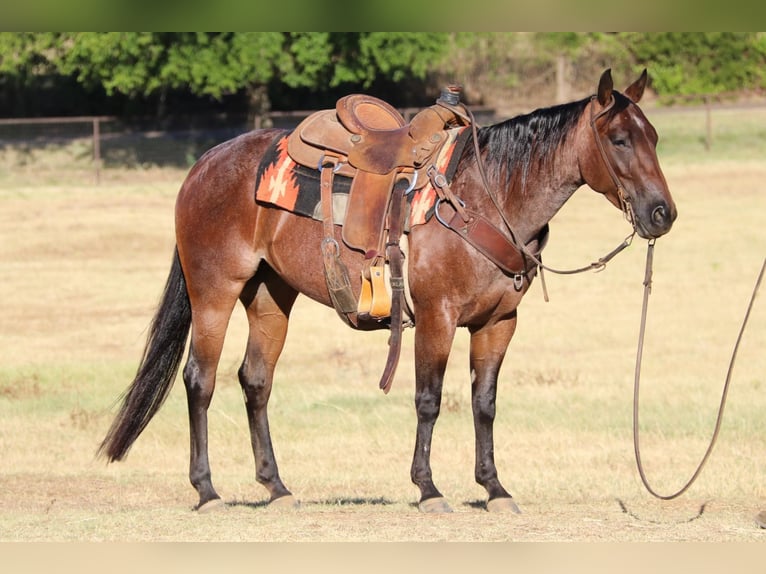 American Quarter Horse Castrone 6 Anni Baio roano in Fort Worth TX