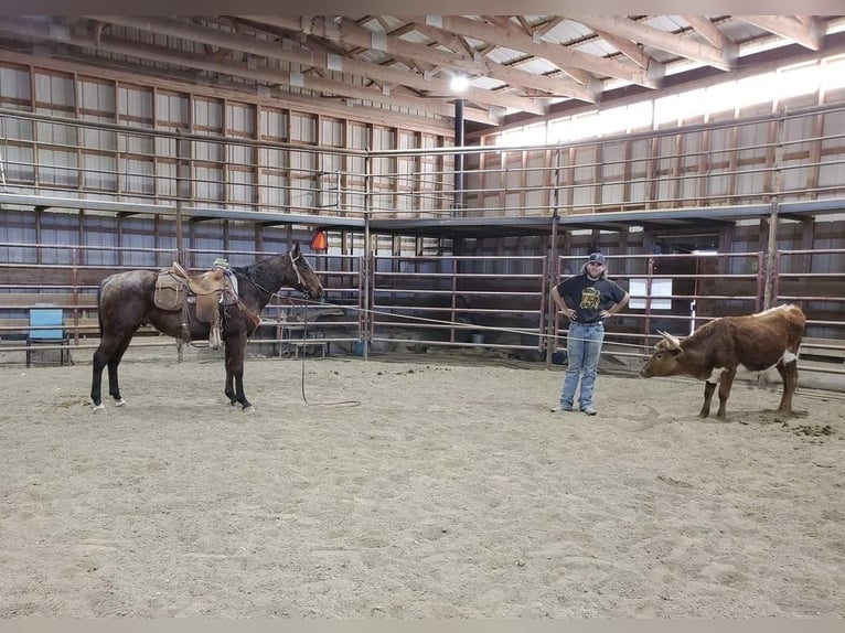 American Quarter Horse Castrone 6 Anni Baio roano in Cody, WY