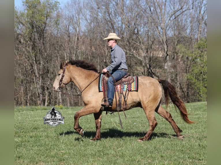 American Quarter Horse Castrone 6 Anni Champagne in Mount Vernon