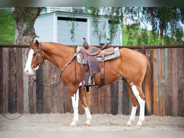 American Quarter Horse Castrone 6 Anni Falbo in Murrieta, CA