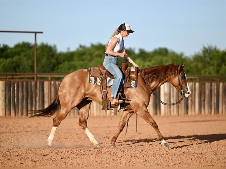 American Quarter Horse Castrone 6 Anni Falbo in Waco