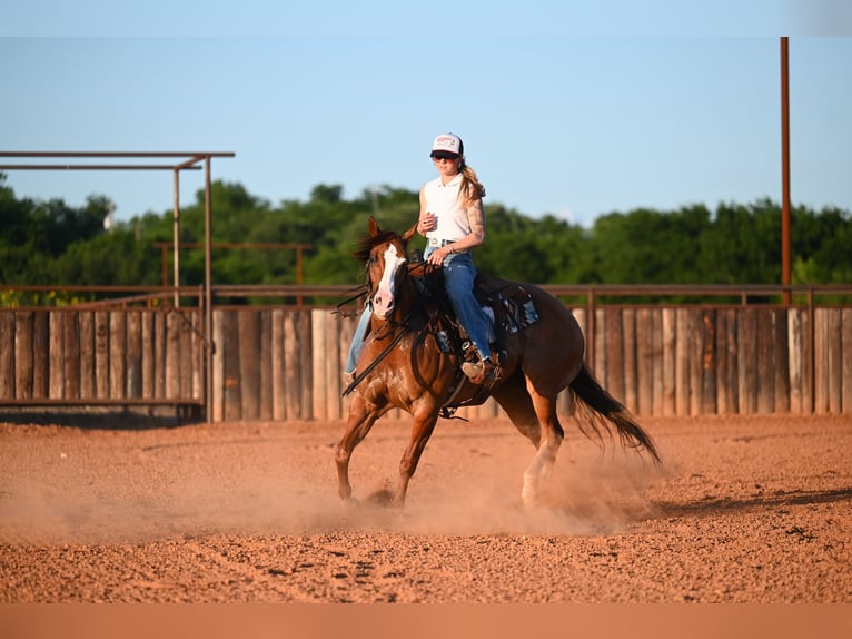 American Quarter Horse Castrone 6 Anni Falbo in Waco