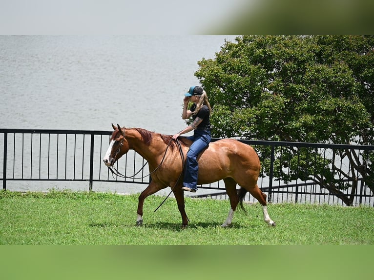 American Quarter Horse Castrone 6 Anni Falbo in Waco
