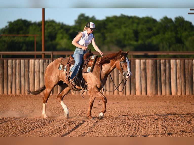 American Quarter Horse Castrone 6 Anni Falbo in Waco