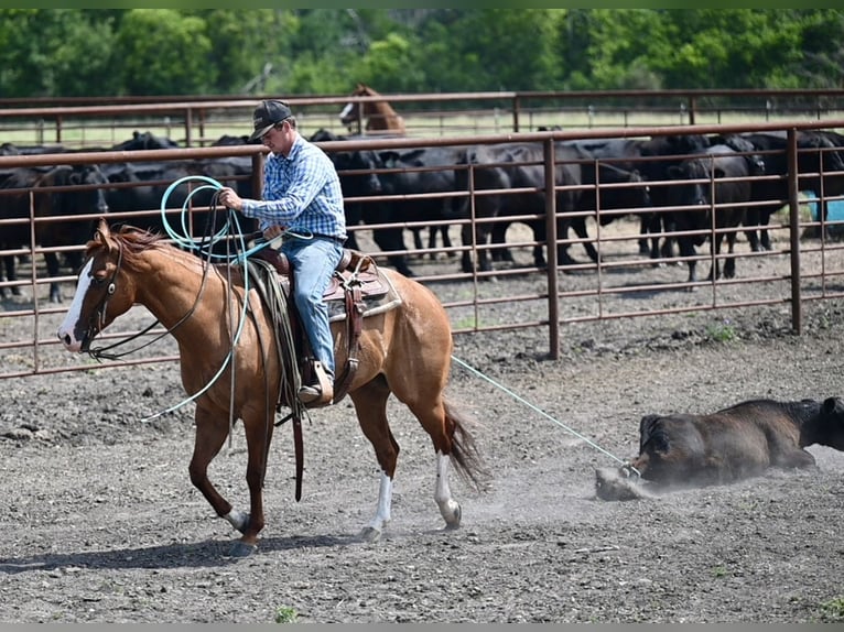 American Quarter Horse Castrone 6 Anni Falbo in Waco