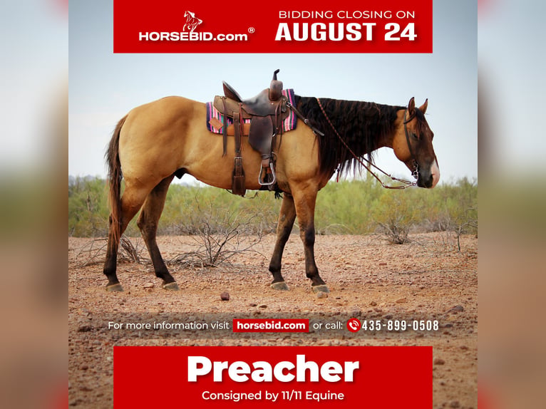American Quarter Horse Castrone 6 Anni Falbo in Marana