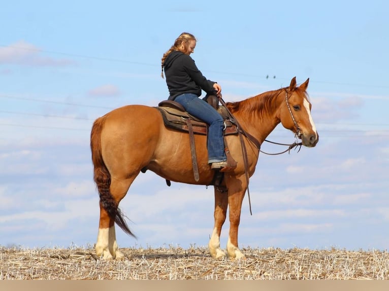 American Quarter Horse Castrone 6 Anni Falbo in Miola, PA