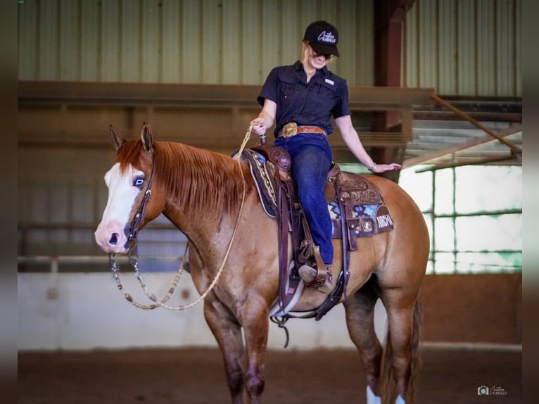 American Quarter Horse Castrone 6 Anni Falbo in Addison, TX