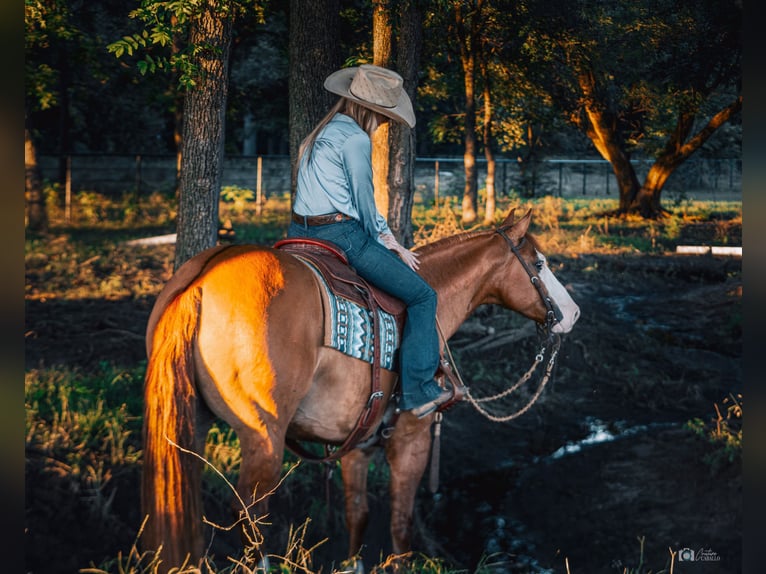 American Quarter Horse Castrone 6 Anni Falbo in Addison, TX