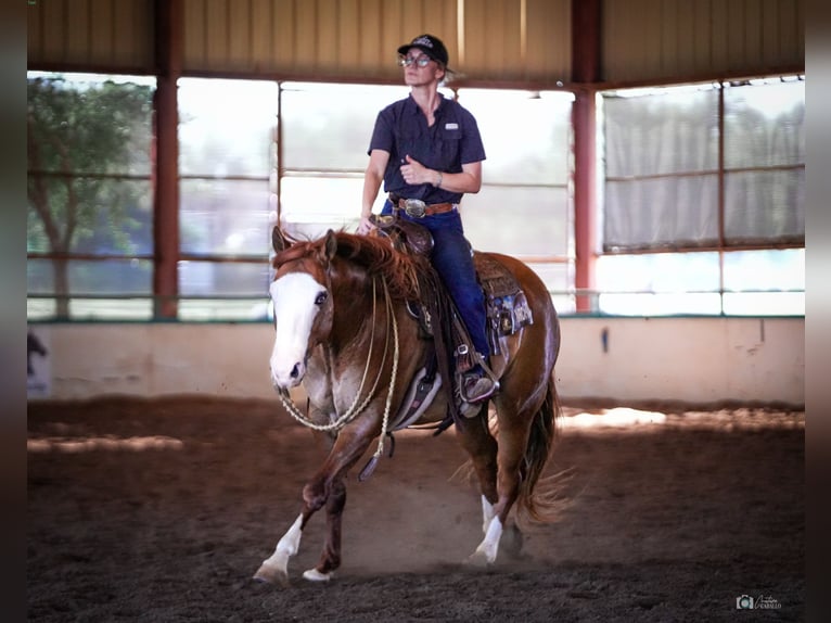 American Quarter Horse Castrone 6 Anni Falbo in Addison, TX