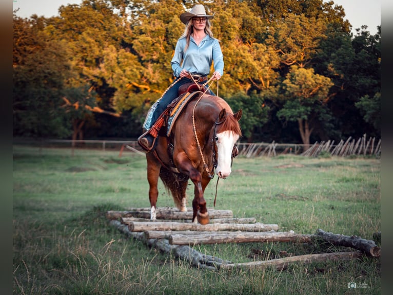 American Quarter Horse Castrone 6 Anni Falbo in Addison, TX