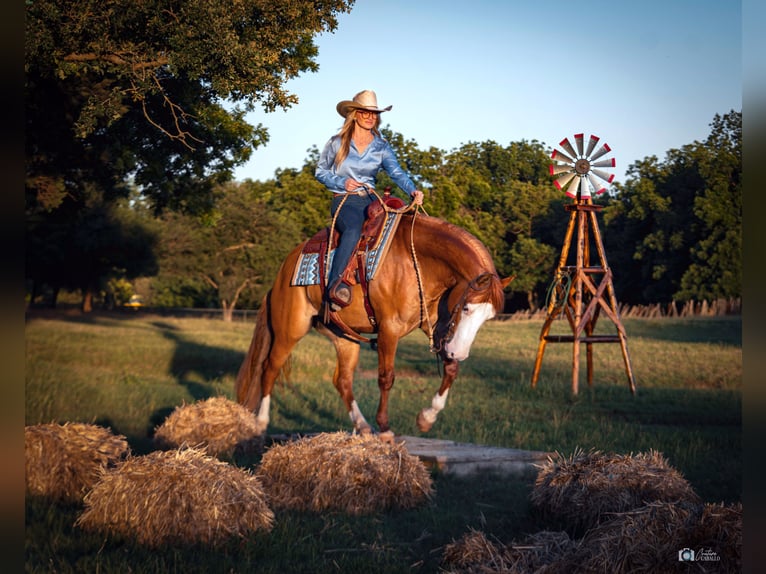 American Quarter Horse Castrone 6 Anni Falbo in Addison, TX