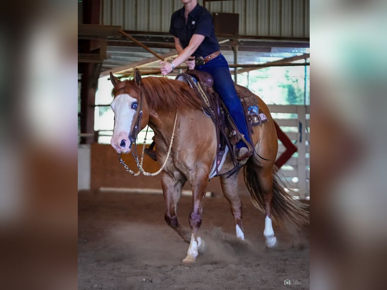 American Quarter Horse Castrone 6 Anni Falbo in Addison, TX