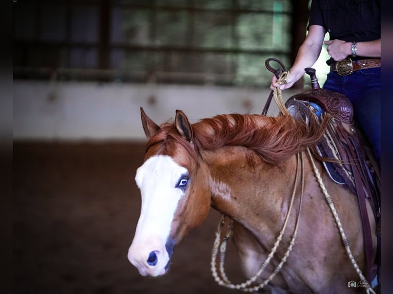 American Quarter Horse Castrone 6 Anni Falbo in Addison, TX