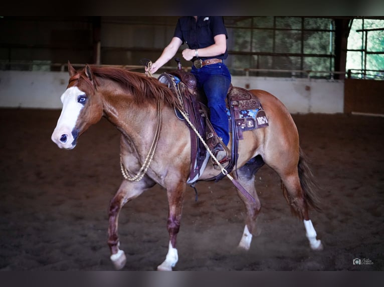 American Quarter Horse Castrone 6 Anni Falbo in Addison, TX