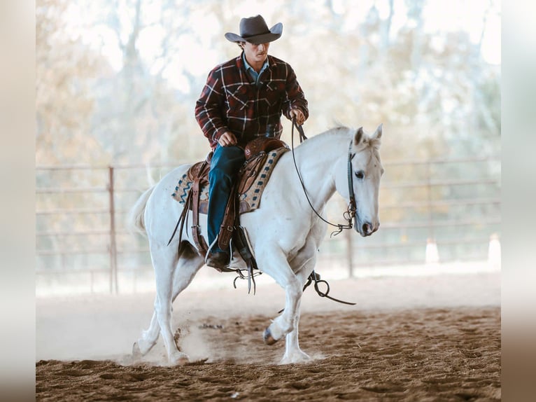 American Quarter Horse Castrone 6 Anni Grigio in Cole Camp MO