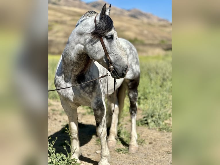 American Quarter Horse Castrone 6 Anni Grigio in Paicines CA