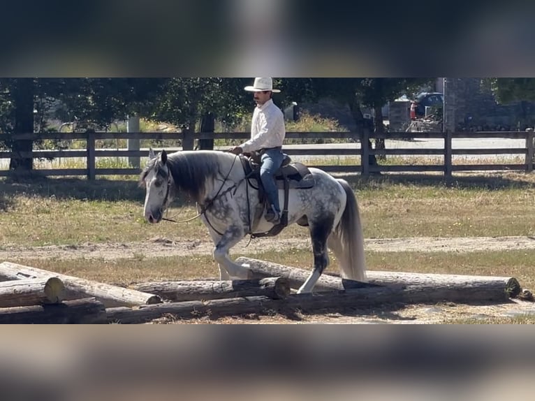 American Quarter Horse Castrone 6 Anni Grigio in Paicines CA