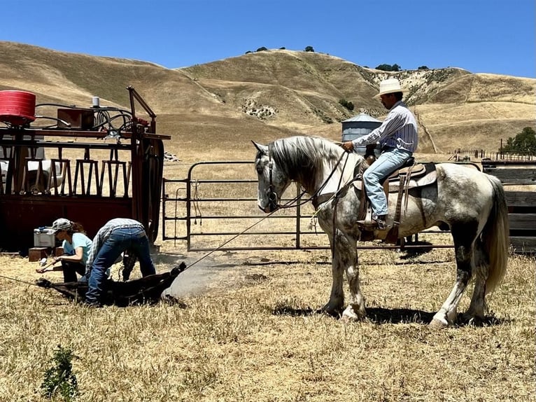 American Quarter Horse Castrone 6 Anni Grigio in Paicines CA