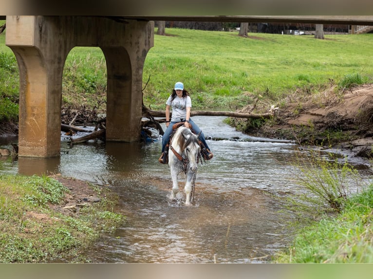 American Quarter Horse Castrone 6 Anni Grigio in rusk tx