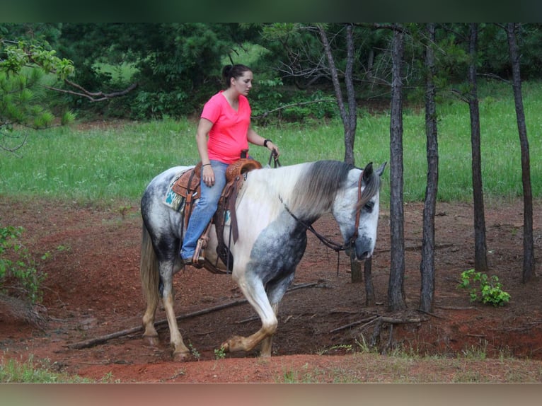 American Quarter Horse Castrone 6 Anni Grigio in rusk tx