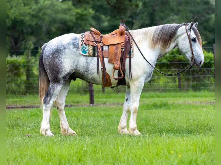 American Quarter Horse Castrone 6 Anni Grigio in rusk tx