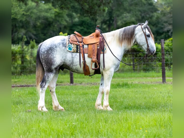 American Quarter Horse Castrone 6 Anni Grigio in rusk tx