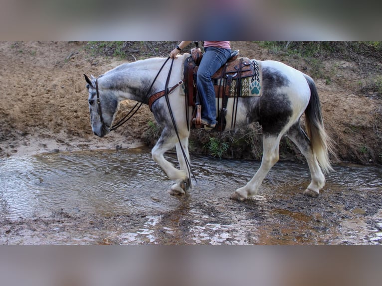 American Quarter Horse Castrone 6 Anni Grigio in rusk tx