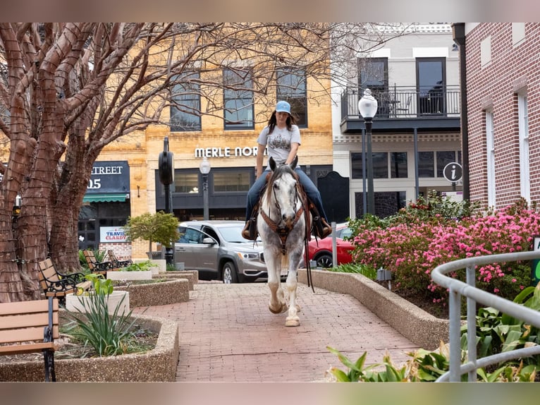 American Quarter Horse Castrone 6 Anni Grigio in rusk tx