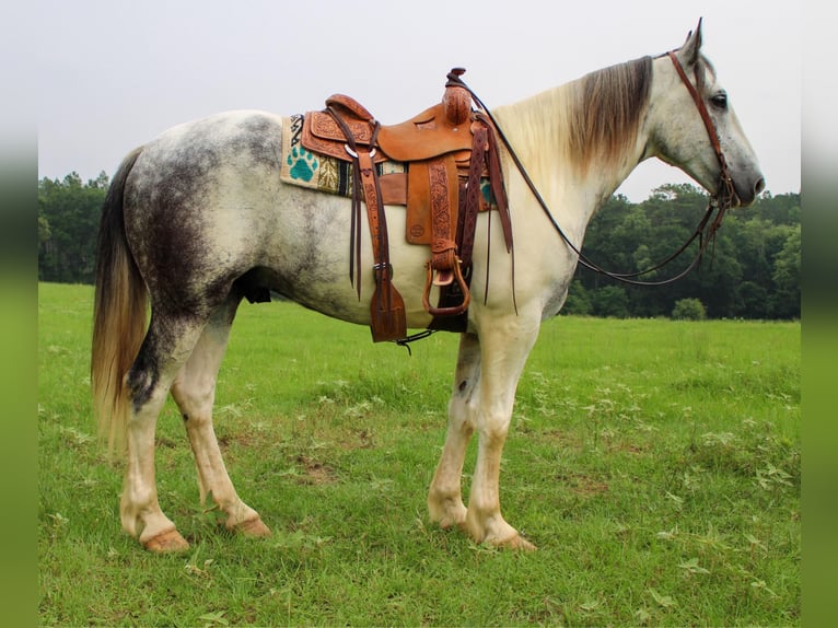 American Quarter Horse Castrone 6 Anni Grigio in rusk tx