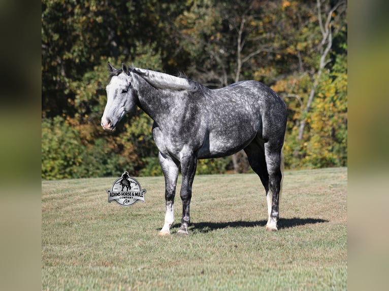 American Quarter Horse Castrone 6 Anni Grigio pezzato in Fresno
