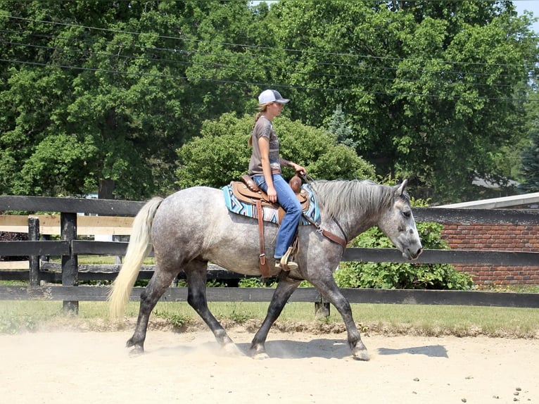 American Quarter Horse Castrone 6 Anni Grigio pezzato in Highland MI