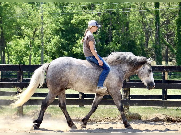 American Quarter Horse Castrone 6 Anni Grigio pezzato in Highland MI