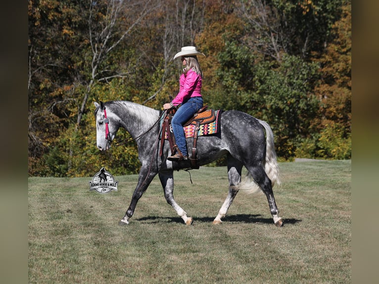 American Quarter Horse Castrone 6 Anni Grigio pezzato in Wickenburg