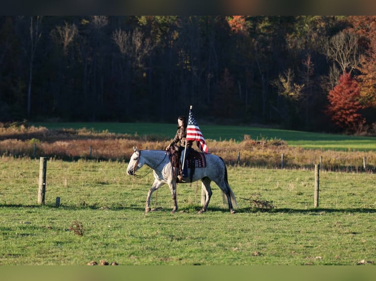 American Quarter Horse Castrone 6 Anni Grigio pezzato in Beaver Springs