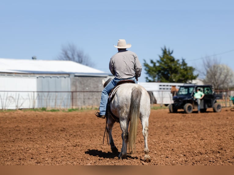 American Quarter Horse Castrone 6 Anni Grigio in Byars