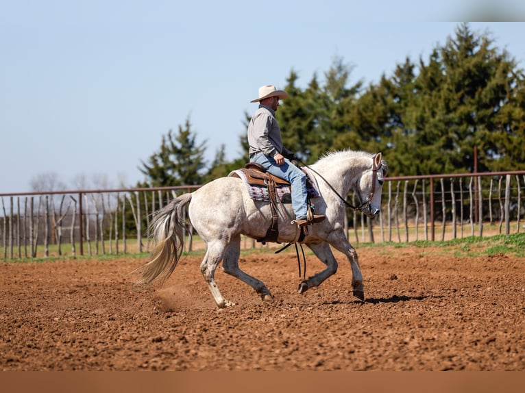 American Quarter Horse Castrone 6 Anni Grigio in Byars
