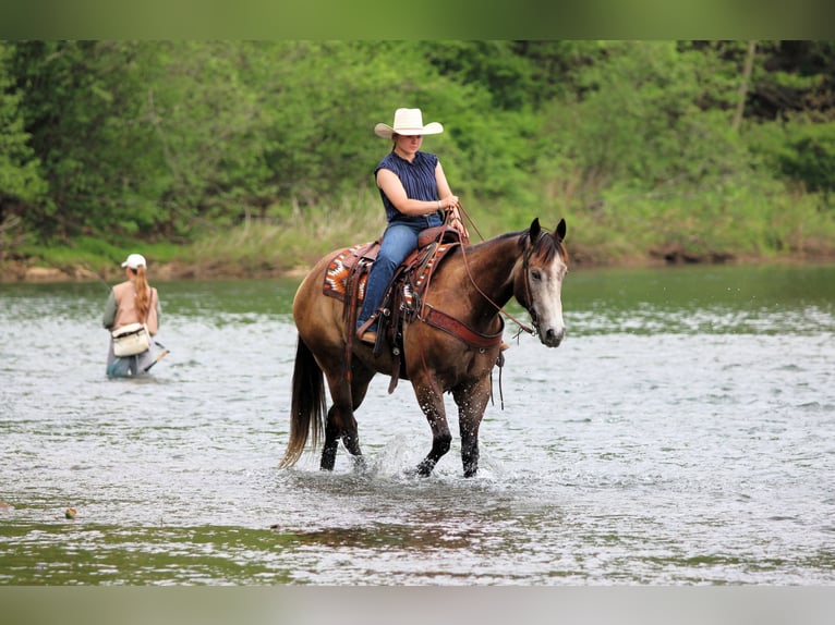 American Quarter Horse Castrone 6 Anni Grigio in Clarion