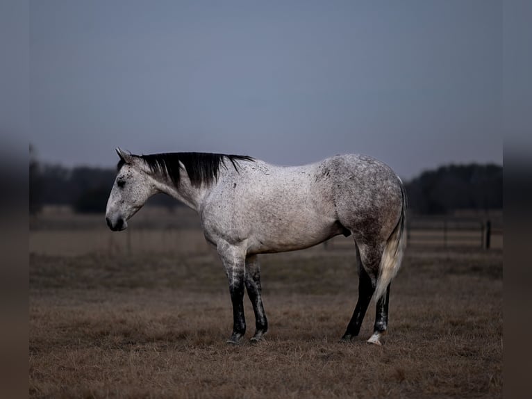 American Quarter Horse Castrone 6 Anni Grigio in Mount Vernon