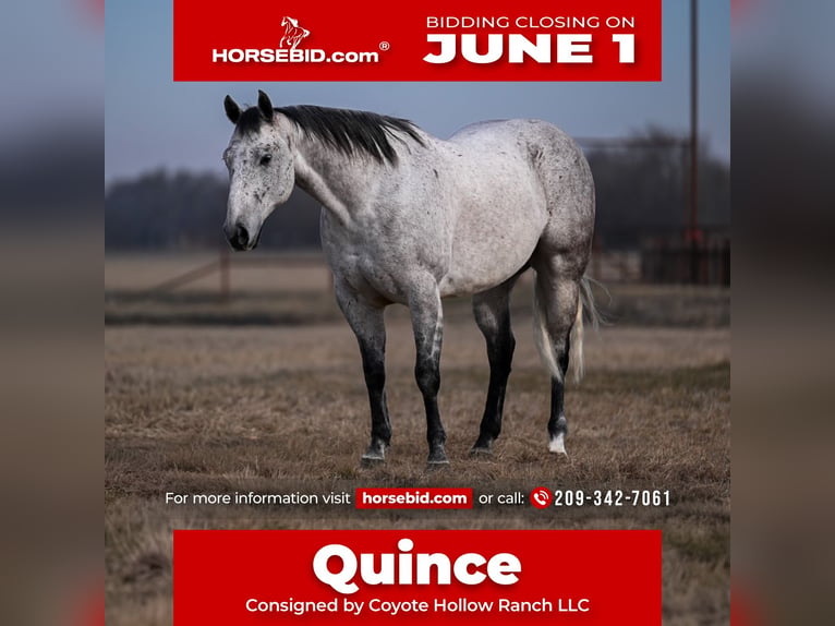 American Quarter Horse Castrone 6 Anni Grigio in Mount Vernon