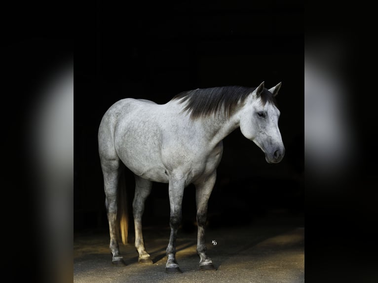 American Quarter Horse Castrone 6 Anni Grigio in Quitman