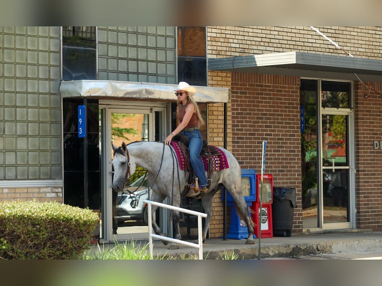 American Quarter Horse Castrone 6 Anni Grigio in Quitman