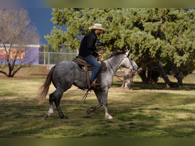 American Quarter Horse Castrone 6 Anni Grigio in Canyon, TX