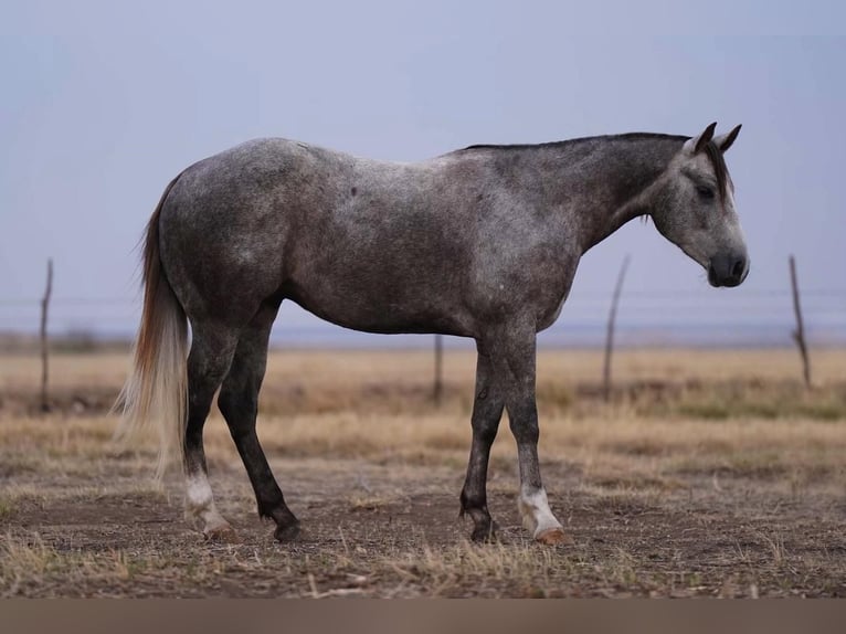 American Quarter Horse Castrone 6 Anni Grigio in Canyon, TX