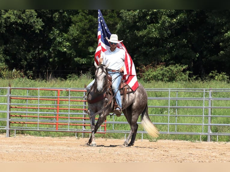 American Quarter Horse Castrone 6 Anni Grigio in Mt Vernon, MO
