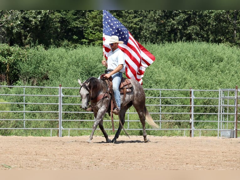 American Quarter Horse Castrone 6 Anni Grigio in Mt Vernon, MO