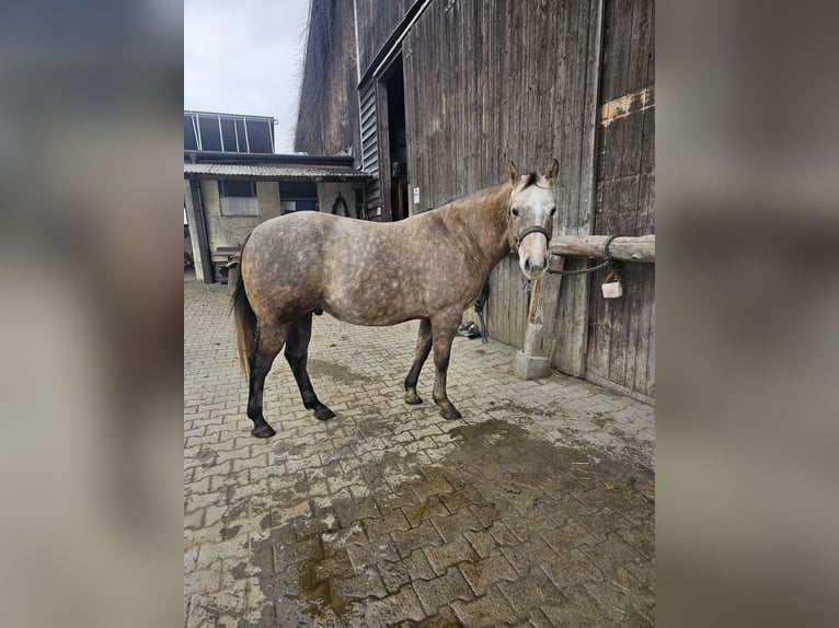 American Quarter Horse Castrone 6 Anni Grigio in Laichingen