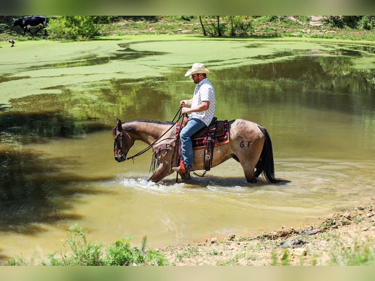 American Quarter Horse Castrone 6 Anni Grullo in Santa Fe