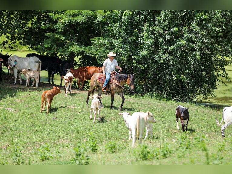 American Quarter Horse Castrone 6 Anni Grullo in Santa Fe