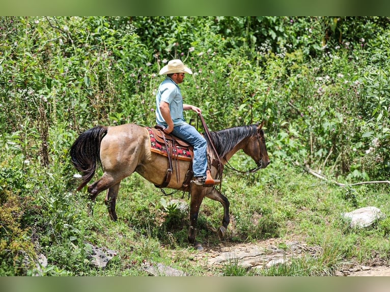 American Quarter Horse Castrone 6 Anni Grullo in Santa Fe